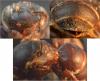 Hoplitis sp.